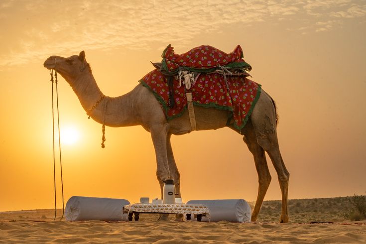 Morning Desert Safari in sharjah